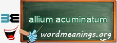 WordMeaning blackboard for allium acuminatum